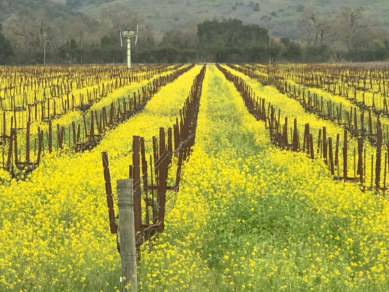 Chardonnay Lodge Napa Ngoại thất bức ảnh